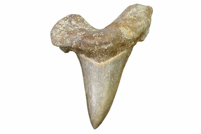 Serrated Sokolovi (Auriculatus) Shark Tooth - Dakhla, Morocco #321854